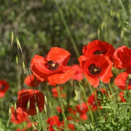 Pausania